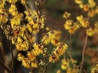 Hamamelis Amanon 2016 01 23 9068